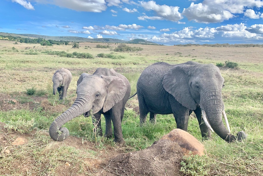 Wild elephants in Maasai Mara, Kenya. 